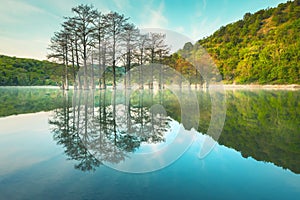 Beautiful lake with trees growing in the water