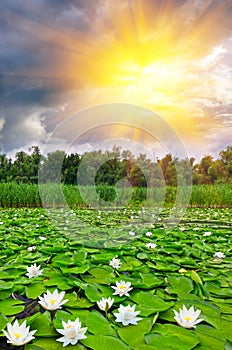 Beautiful lake with white lilies