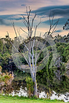 Beautiful lakes everywhere set amongst lush woodland and plants at Pemberton WA