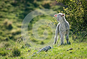 Beautiful lamb standing in the green field with blurred background - innocense concept