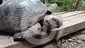 Beautiful Land Turtle in biopark photo