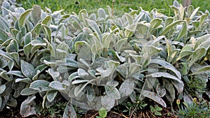 Beautiful landcover plant Stachys byzantina also known as lambs ear, Woolly hedgenettle etc