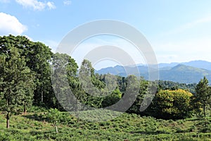 A beautiful landscape of an abanded tea estate which was taken in the evening.