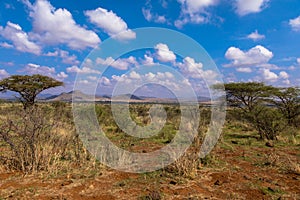 Beautiful landscape with acacia tree in Africa