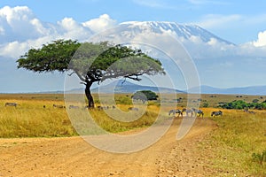 Beautiful landscape with Acacia tree in African savannah and zebra on Kilimanjaro background
