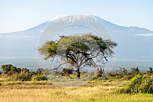 Beautiful landscape: Acacia tree in African savannah and zebras on Kilimanjaro background. National park of Kenya