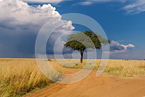 Beautiful landscape with acacia tree and road in the African savannah on a background of stormy sky