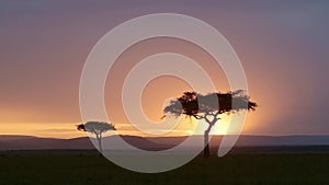 Beautiful Landscape of Africa Savannah with Dramatic Orange Sunset Sky and Clouds and Acacia Trees i