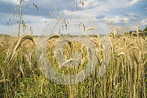 Beautiful landscape of agricultural field with ripe wheats.