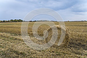 Beautiful landscape. Agricultural field. Round bundles of dry grass in the field against the blue sky. Bales of hay to feed cattle