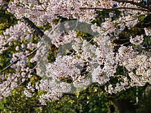 Beautiful landscape along the Kairakuen