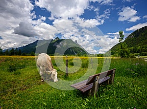 Beautiful landscape in the Alps with cows grazing in green meadows, typical countryside and farm between mountains.