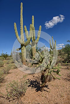 Beautiful landscape in american southwest with cacti