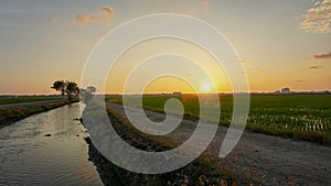 Beautiful landscape around rice paddy field during sunset in Sekinchan, Selangor, Malaysia.