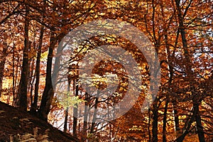 Beautiful landscape with autumn forest and fallen leaves