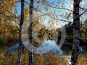 Beautiful landscape of autumn scenery with big lake, birch trees and vegetation in yellow, orange and warm toned colors with blue