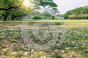 Beautiful landscape in autumn seasonal of pink flowers fall nearly tree root in public park.