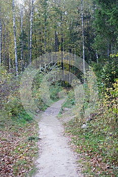 Beautiful landscape autumn trees yellow leaves forest