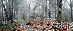 Beautiful landscape background of foggy late autumn pine and spruce forest