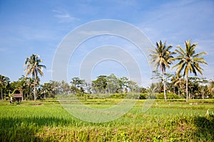 Beautiful landscape on Bali island, Indonesia. Coconut palms and rice fields