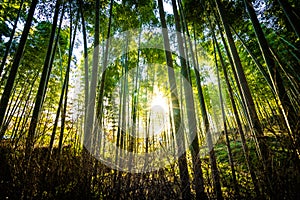 Beautiful landscape of bamboo grove in the forest at Arashiyama kyoto