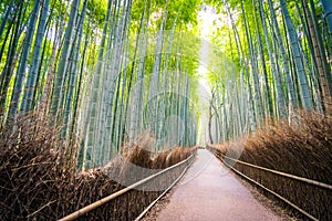 Beautiful landscape of bamboo grove in the forest at Arashiyama kyoto