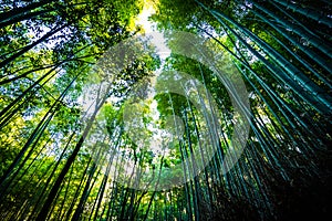 Beautiful landscape of bamboo grove in the forest at Arashiyama kyoto