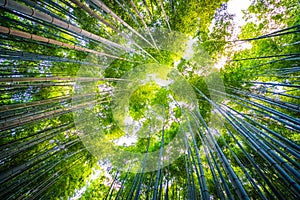 Beautiful landscape of bamboo grove in the forest at Arashiyama kyoto