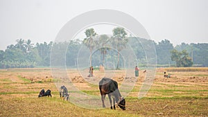 A Beautiful landscape on the Bangladesh Agriculture Fields