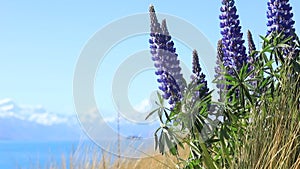 A beautiful landscape of blooming lupines, a lake and snowy mountains.