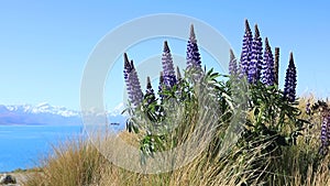 A beautiful landscape of blooming lupines, a lake and snowy mountains.