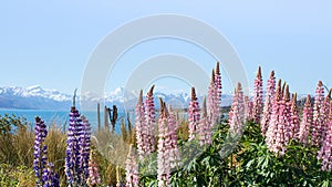 A beautiful landscape of blooming lupines, a lake and snowy mountains. Spring in New Zealand, Lake Tekapo. Travel