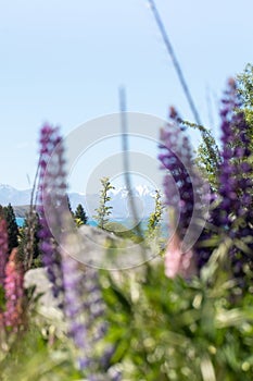 A beautiful landscape of blooming lupines and snowy mountains. Spring in New Zealand. Travel