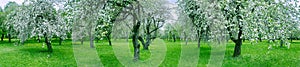 Beautiful landscape with blossoming apple trees in spring orchard