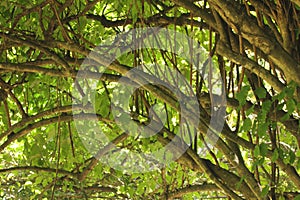 Beautiful landscape with branch patterns the tropical rainforest photo