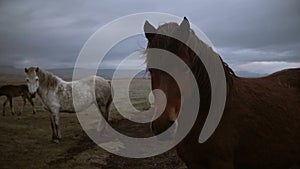 Beautiful landscape of brown and white Icelandic horses grazing on the field together in overcast day.