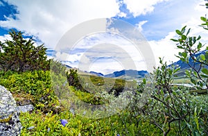 A beautiful landscape with bush in Sarek National Park, Sweden.