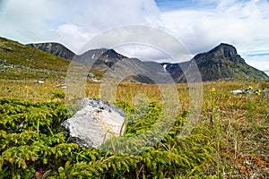 A beautiful landscape with bush in Sarek National Park, Sweden.