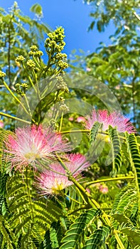 Beautiful Landscape of Calliandra Flowers