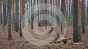 Beautiful landscape. A calm, idyllic picture of an autumn coniferous forest. Atmospheric photo