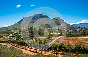 Beautiful landscape of Cape Winelands, wine growing region in South Africa