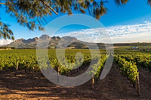 Beautiful landscape of Cape Winelands, wine growing region in South Africa