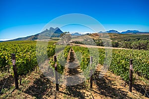 Beautiful landscape of Cape Winelands, wine growing region in South Africa