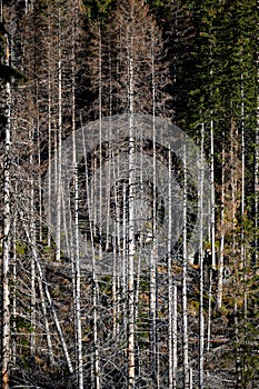 Dead spruce forest destroyed by air pollution and bark beetles. Tatra Mountains, Slovakia