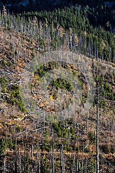 Dead spruce forest destroyed by air pollution and bark beetles. Tatra Mountains, Slovakia