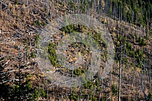 Dead spruce forest destroyed by air pollution and bark beetles. Tatra Mountains, Slovakia