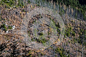 Dead spruce forest destroyed by air pollution and bark beetles. Tatra Mountains, Slovakia