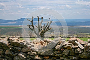 Beautiful landscape of castile with a stone wall, a tree pruned, mountains of fodo and a blue sky with clouds photo