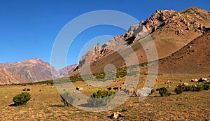 Beautiful landscape with cattle in the Andes