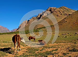 Beautiful landscape with cattle in the Andes
